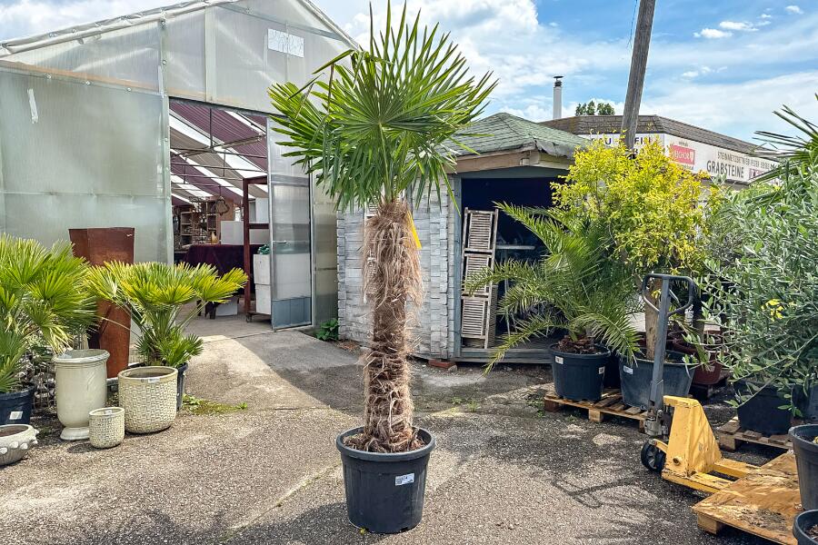 Hanfpalme Trachycarpus fortuneii